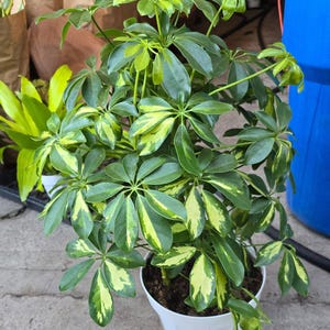 8 inch pot 25-30" ish tall -Schefflera Arboricola 'Gold Capella', air Purifier great indoor small tree- Get similar to the picture image 1