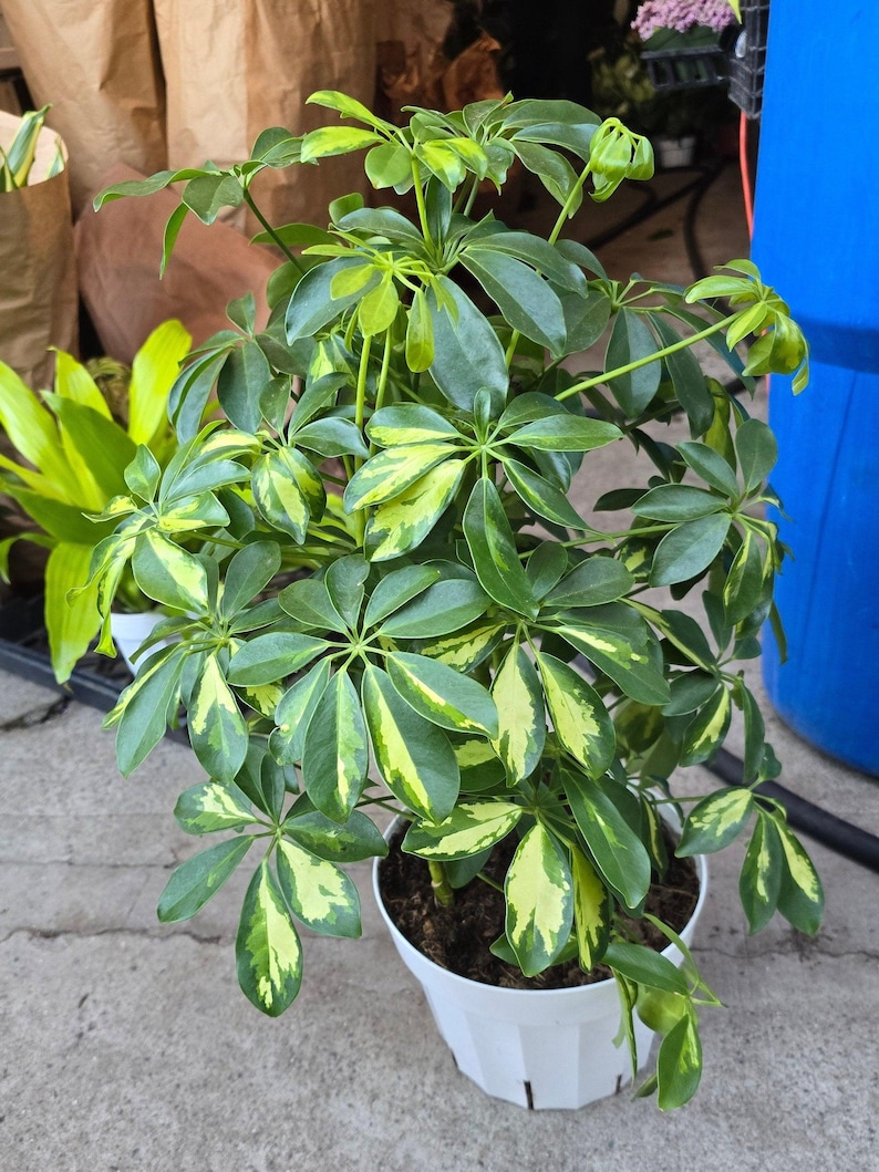 8 inch pot 25-30" ish tall -Schefflera Arboricola 'Gold Capella', air Purifier great indoor small tree- Get similar to the picture image 1