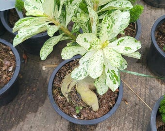 Rosa del desierto Adenium obesum abigarrada - Raíz en musgo/plantada - Similar a la imagen