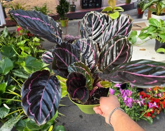 Planta viva de oración pintada a mano Dottie Rose de 6 pulgadas - Calathea roseopicta 'Dottie' - Fácil de cuidar - ¡Obtiene algo similar a la imagen!