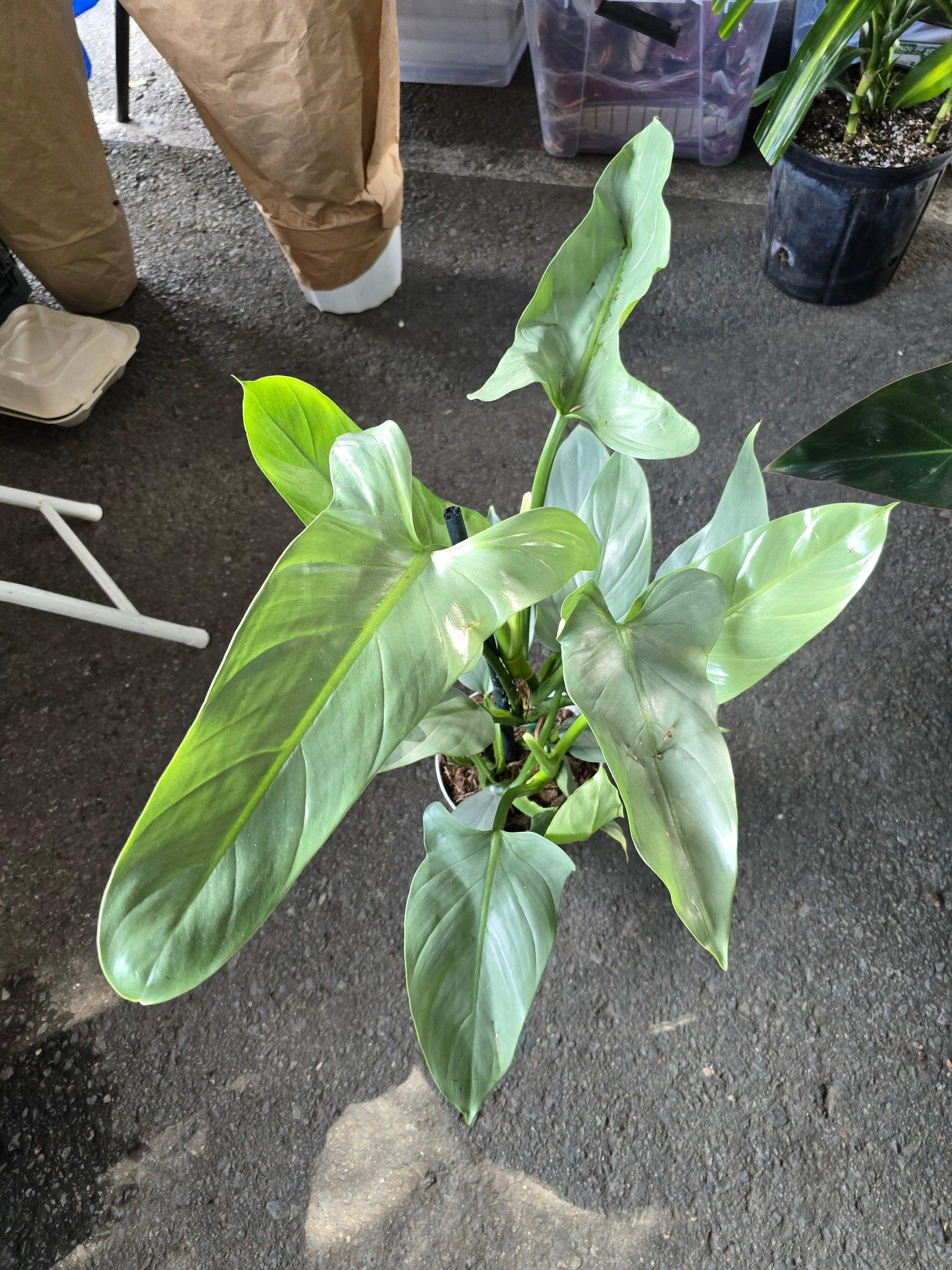 peter pepper chilli plant Peter Pepper Starter Live Plants main image 1