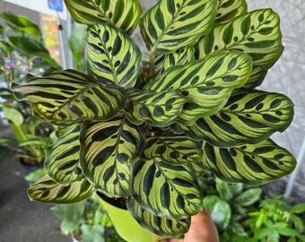 The 6 Inch Pot - XL Size Calathea Burle Marxii Prayer Plant "peacock Plant-  Live Plant Online - Calathea Burle Marxii - Beautiful and Elegan - Etsy