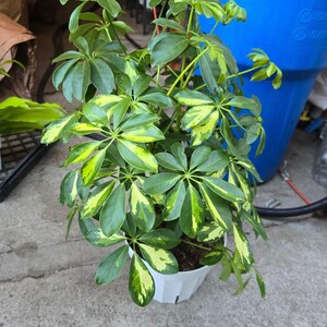 8 inch pot 25-30" ish tall -Schefflera Arboricola 'Gold Capella', air Purifier great indoor small tree- Get similar to the picture image 3