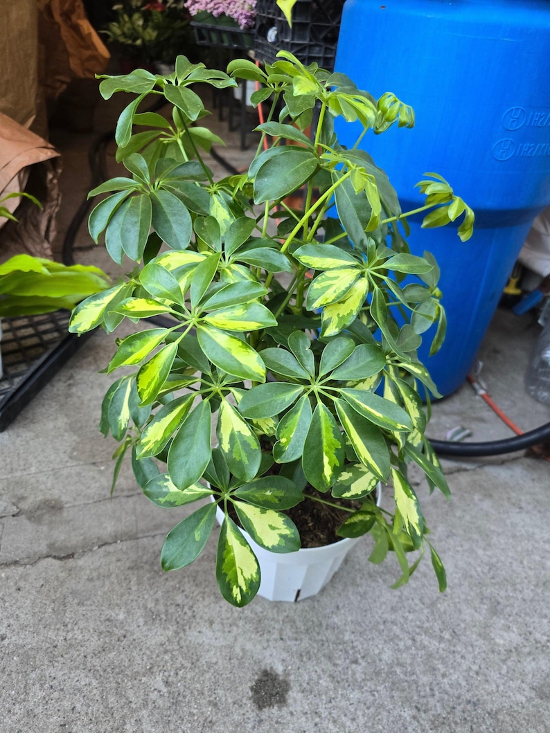 8 inch pot 25-30" ish tall -Schefflera Arboricola 'Gold Capella', air Purifier great indoor small tree- Get similar to the picture image 3