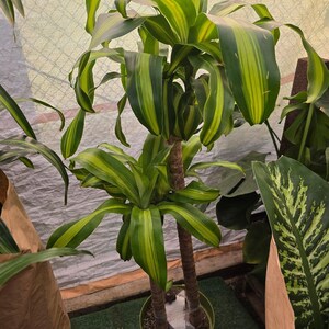 10 Inch Pot - XL 4 ft tall Live Dracaena Massangeana Corn Plant, Dracaena Fragrans Plant - Get similar to the pictur image 3