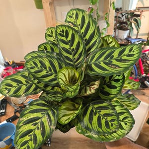 Maceta de 6 pulgadas - Calathea Makoyana 'Peacock Prayer Plant' muy llena - Planta de interior - ¡Obtén una similar a la imagen! imagen 3