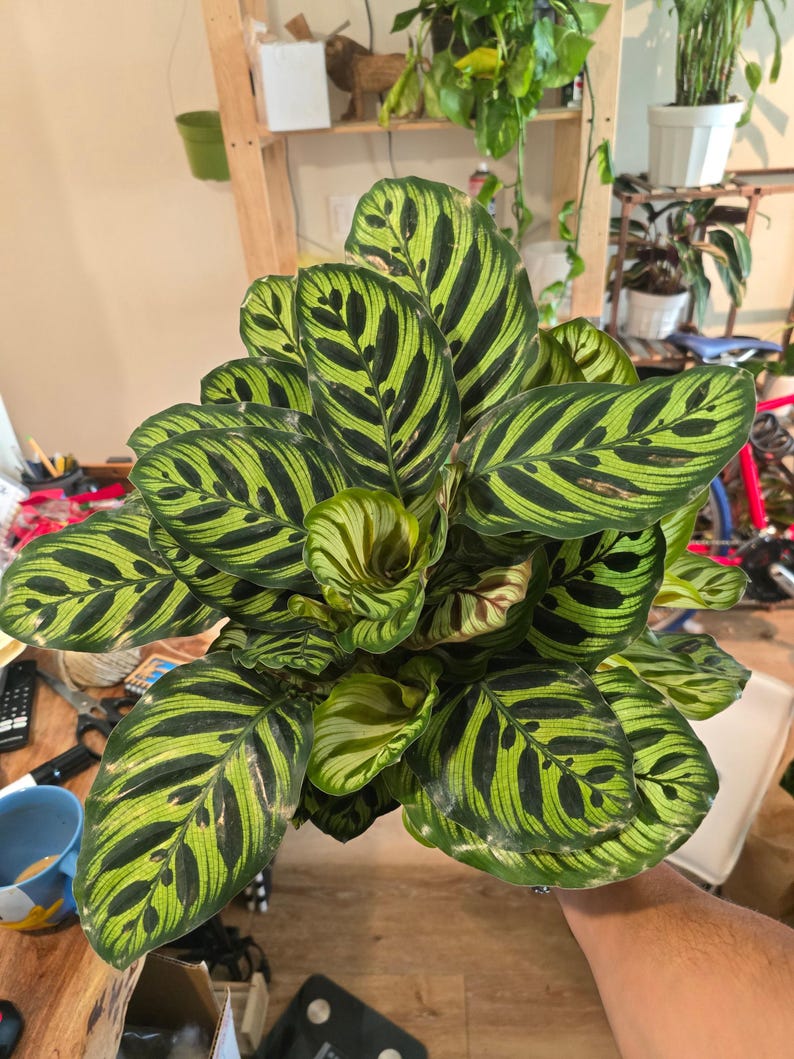 Maceta de 6 pulgadas - Calathea Makoyana 'Peacock Prayer Plant' muy llena - Planta de interior - ¡Obtén una similar a la imagen! imagen 3