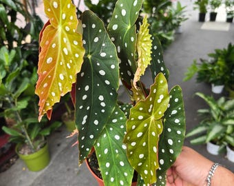 The 6 inch Pot- Polka Dot Begonia, Begonia Maculata Wightii 1-1.5 ft. Tall indoor plant Easy care- Get similar to picture