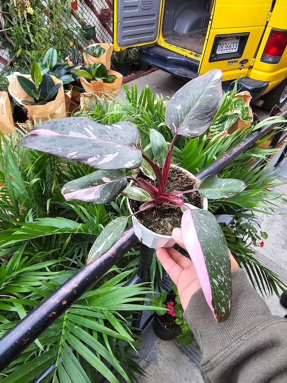 plants palms Majesty Palm Plant for Indoors