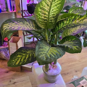 May include: A large green and yellow houseplant with variegated leaves in a white pot. The plant is sitting on a white stool with a silver base. The plant is in a room with a wooden shelf and a glass tank in the background.
