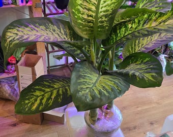 6 PACK LIVE 3 Inch Pot Dieffenbachia Dumb Cane, Thank You Gift, Plant Lover  Gift, Birthday Gift, Housewarming Gift, Office Gift Plant - Etsy