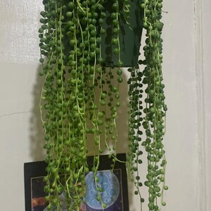 6 inch pot- String of Pearls #001 - Succulent hanging plant - Get Similar To Picture image 2