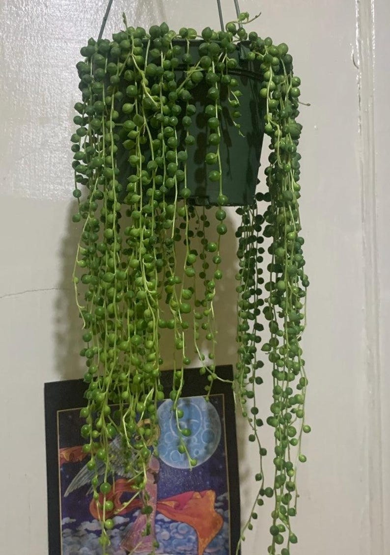 6 inch pot- String of Pearls #001 - Succulent hanging plant - Get Similar To Picture image 2