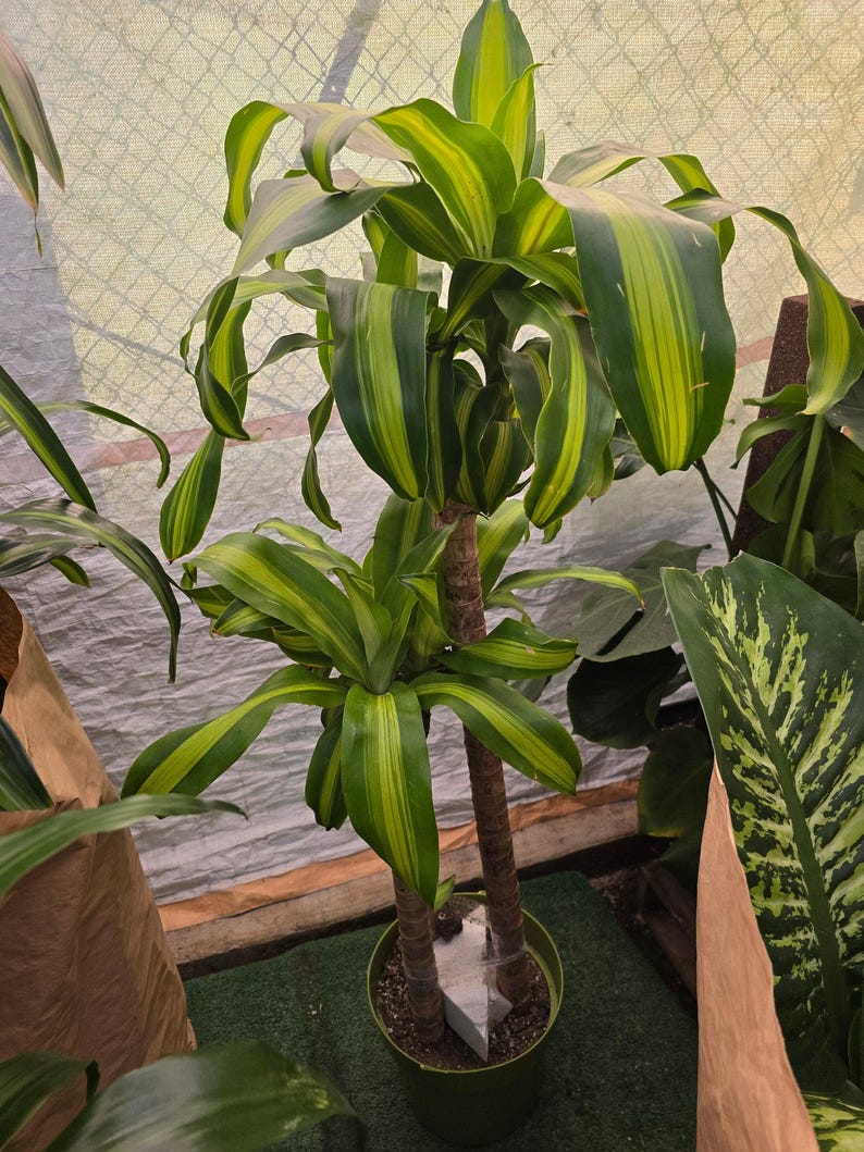 10 Inch Pot - XL 4 ft tall Live Dracaena Massangeana Corn Plant, Dracaena Fragrans Plant - Get similar to the pictur image 1