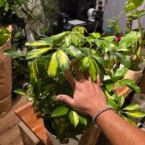 8 inch pot 25-30" ish tall -Schefflera Arboricola 'Gold Capella', air Purifier great indoor small tree- Get similar to the picture image 4