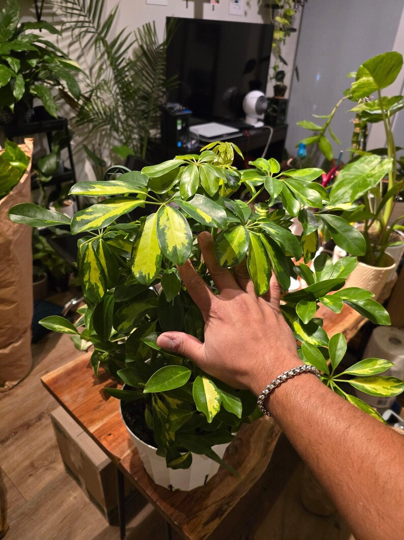 8 inch pot 25-30" ish tall -Schefflera Arboricola 'Gold Capella', air Purifier great indoor small tree- Get similar to the picture image 4