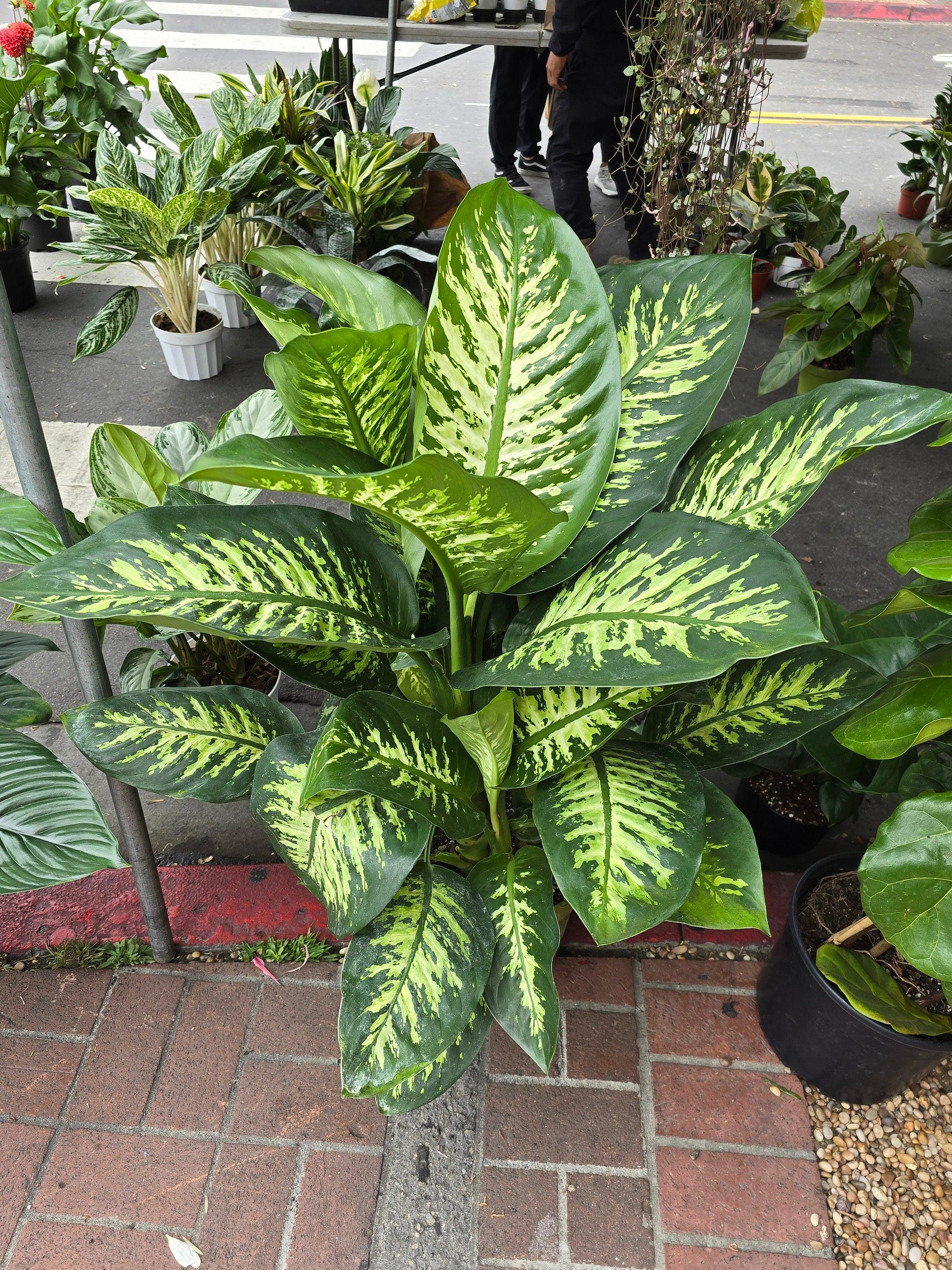 Tall Dieffenbachia - Etsy