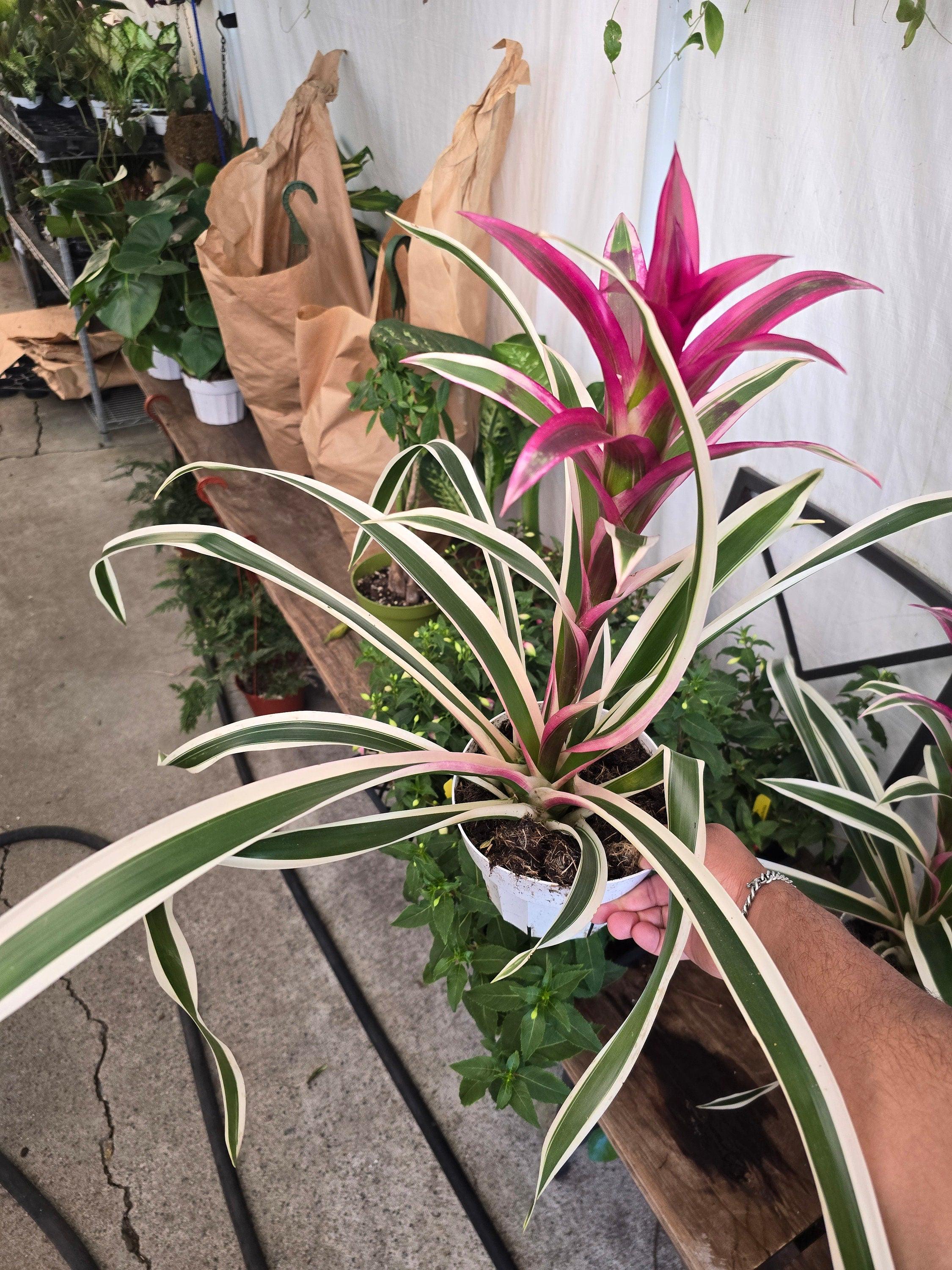 6 Inch Pot- XL- 2 Ft -variegated Bromeliad Guzmania - Aka Purple Stripes  -variegated Foliage - Beautiful Indoor Plant - Get Similar - Etsy, image size:2250x3000