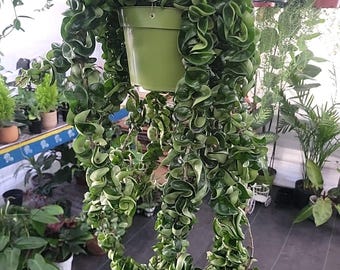 6 inch pot Mother Plant- Hoya Compacta aka Hoya Hindu Rope in Hanging Pot Live Hoya Plant Air-Purifying Plant Compacta