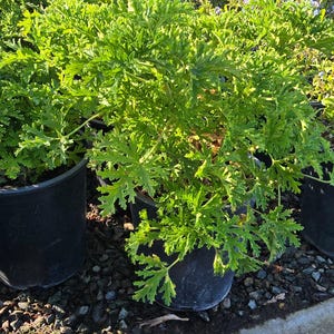 Planta de citronela mosquito en maceta de 5 galones - Consigue algo similar imagen 3