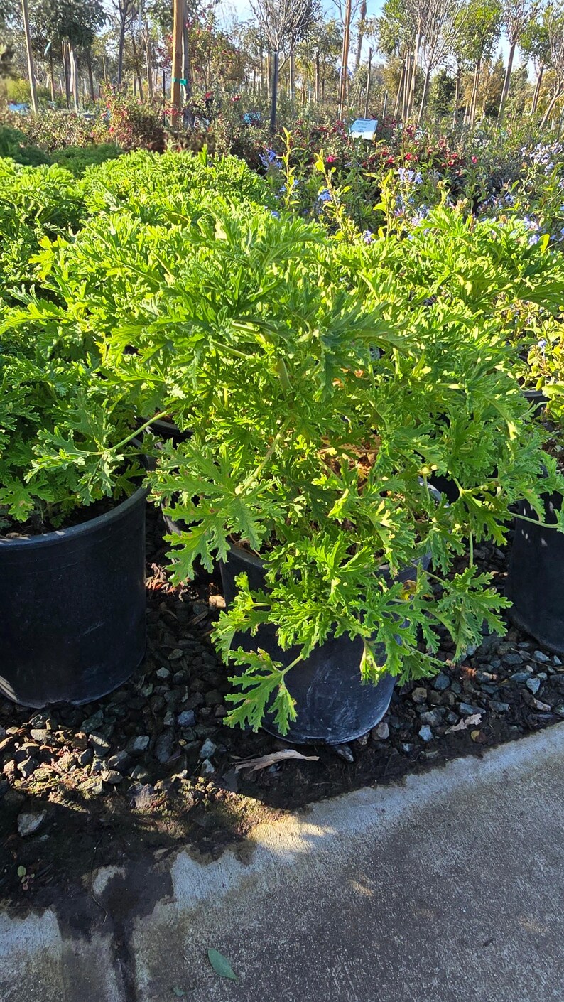 Planta de citronela mosquito en maceta de 5 galones - Consigue algo similar imagen 3
