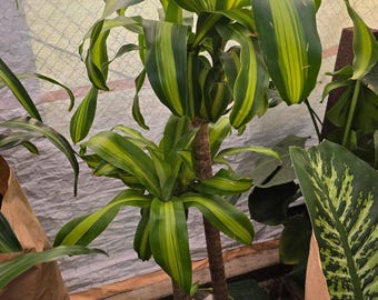 glücksfeder topfgröße Glücksfeder in weißem Blumentopf - Zamioculcas zamiifolia