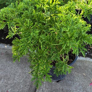 Planta de citronela mosquito en maceta de 5 galones - Consigue algo similar imagen 1