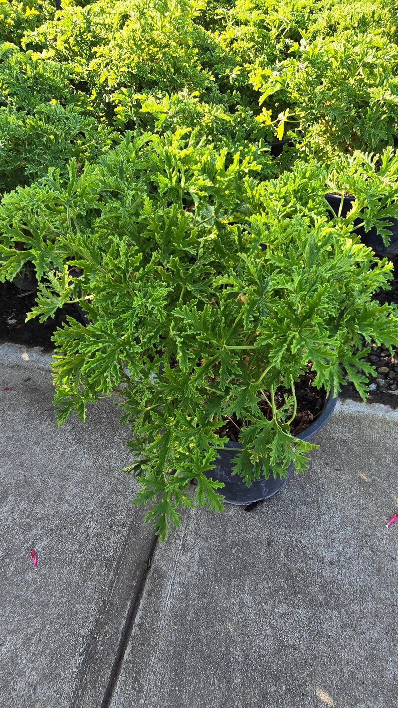 Planta de citronela mosquito en maceta de 5 galones - Consigue algo similar imagen 1