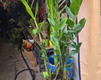 The 6 Inch Pot - Green Zz Plant Indoor Plant Air Purifier- Get Similar -  Etsy