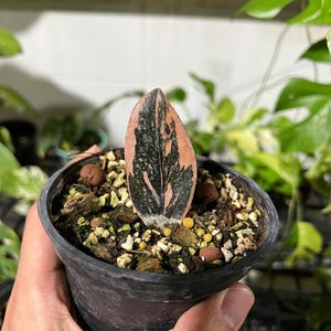 Variegated Zz Pink - Etsy