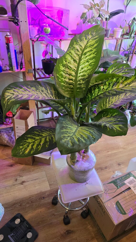 Dieffenbachia Dumb Cane Indoor Plant Air Purifier 3.5ft in 8 Inch Pot- Get  Similar - Etsy