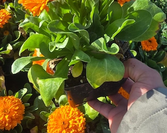 Calendula Officinalis Orange King plant in 4 inch pot - Get similar