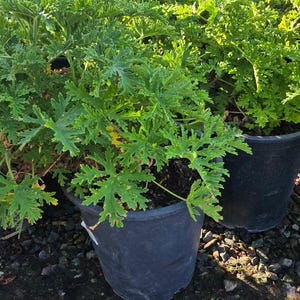 Planta de citronela mosquito en maceta de 5 galones - Consigue algo similar imagen 2