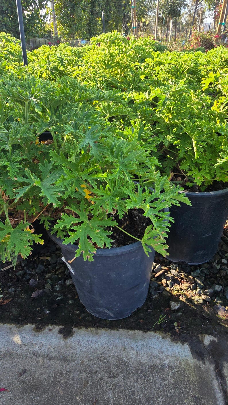Planta de citronela mosquito en maceta de 5 galones - Consigue algo similar imagen 2