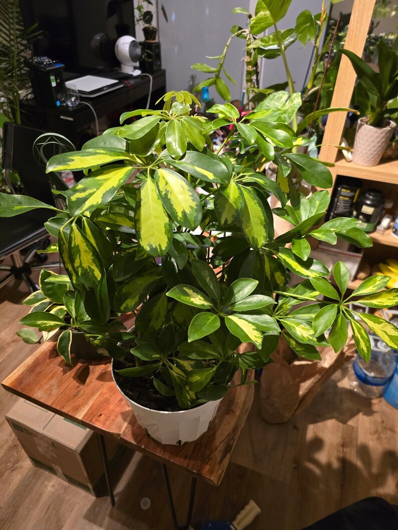 8 inch pot 25-30" ish tall -Schefflera Arboricola 'Gold Capella', air Purifier great indoor small tree- Get similar to the picture image 6