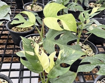 Root in moss 4+ leaves- Tetrasperma Albo Variegated Rare Plant- Get Similar to the picture