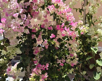 Bougainvillea pink white in pole 4 feet tall 5 gallon pot