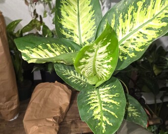 The 6 Inch Pot- Big 1.5 Ft Tall Dieffenbachia 'camouflage' Indoor Plant  Easy Care Air Purifier- Get Similar to Picture! - Etsy