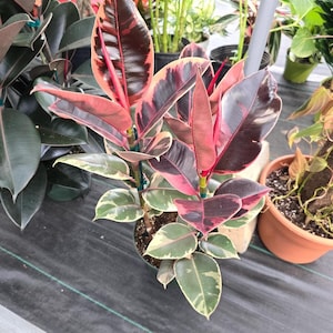 May include: A close-up of a rubber plant with variegated leaves. The leaves are a mix of green, white, and pink.