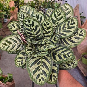 Maceta de 6 pulgadas - Calathea Makoyana 'Peacock Prayer Plant' muy llena - Planta de interior - ¡Obtén una similar a la imagen! imagen 2