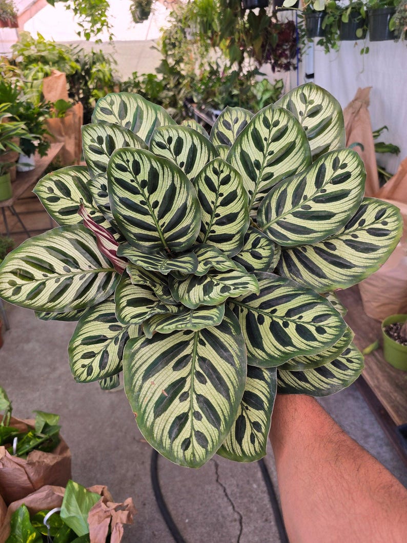 Maceta de 6 pulgadas - Calathea Makoyana 'Peacock Prayer Plant' muy llena - Planta de interior - ¡Obtén una similar a la imagen! imagen 2