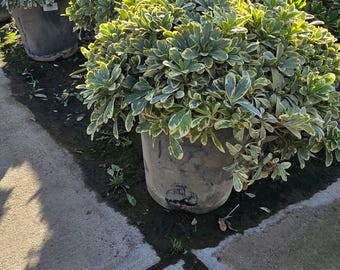 Pittosporum tobira 'Cream de Mint' 5 gallon pot - Get similar