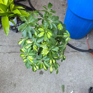 8 inch pot 25-30" ish tall -Schefflera Arboricola 'Gold Capella', air Purifier great indoor small tree- Get similar to the picture image 2