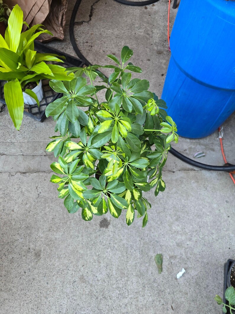 8 inch pot 25-30" ish tall -Schefflera Arboricola 'Gold Capella', air Purifier great indoor small tree- Get similar to the picture image 2