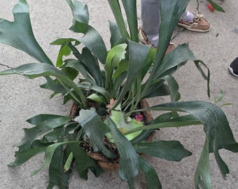 10 inch basket-Staghorn Fern- Very full bushy plant -(Cuerno de Venado) Platycerium biforcatum - Exotic Houseplant - Get similar