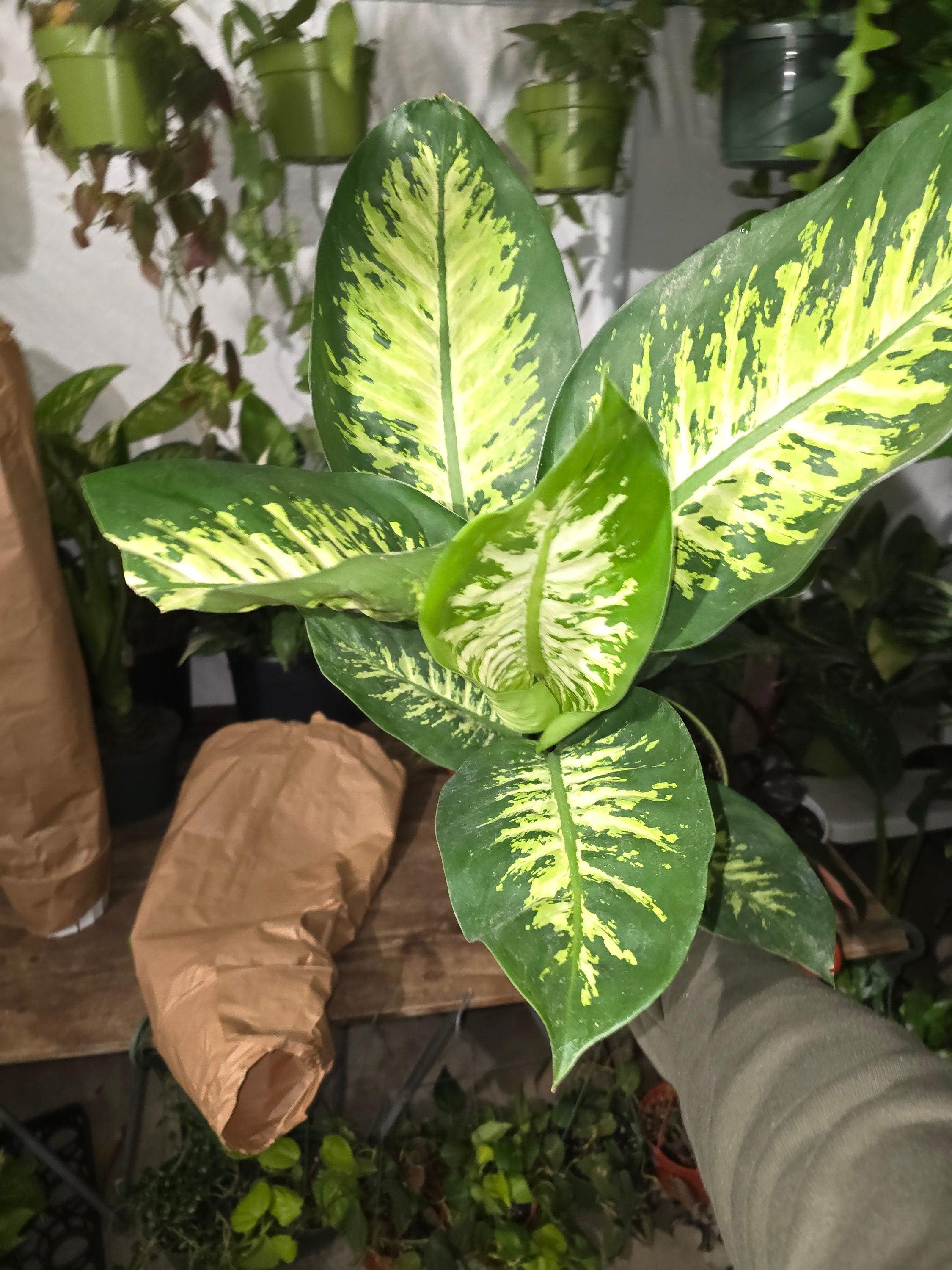 anthurium plant purple Anthurium Purple Amethyst x clat Rouge  HappiestPlants