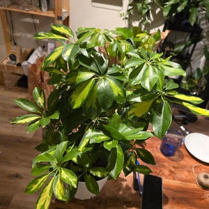 8 inch pot 25-30" ish tall -Schefflera Arboricola 'Gold Capella', air Purifier great indoor small tree- Get similar to the picture image 5