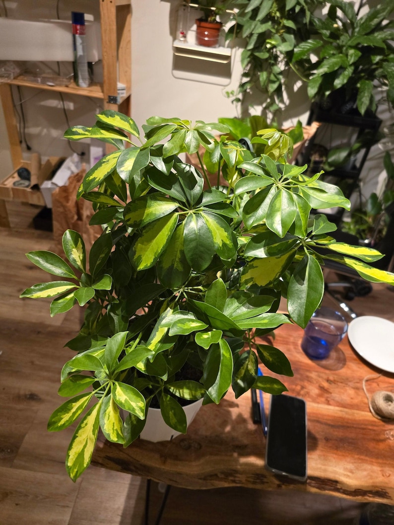 8 inch pot 25-30" ish tall -Schefflera Arboricola 'Gold Capella', air Purifier great indoor small tree- Get similar to the picture image 5