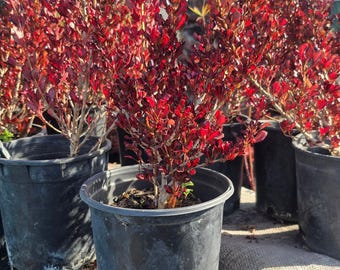 Coprosma repens 'Pacific Sunset' en maceta de 1 galón - Consigue una similar