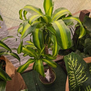 10 Inch Pot - XL 4 ft tall Live Dracaena Massangeana Corn Plant, Dracaena Fragrans Plant - Get similar to the pictur image 4
